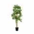 Ficus Benjamina 